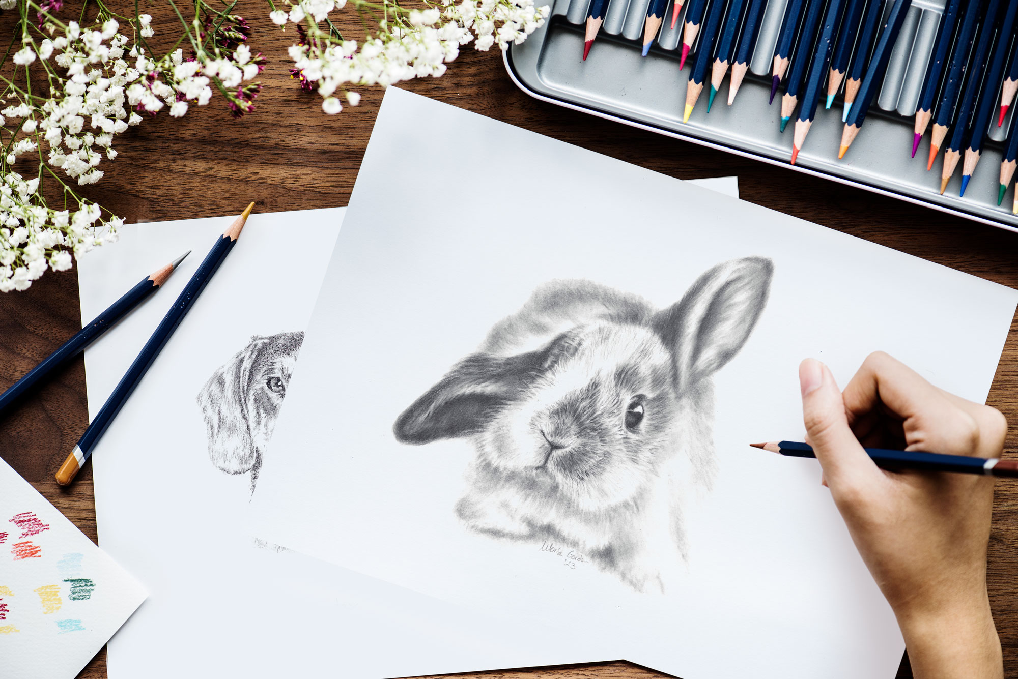 Dibujo tu Mascota_Conejo